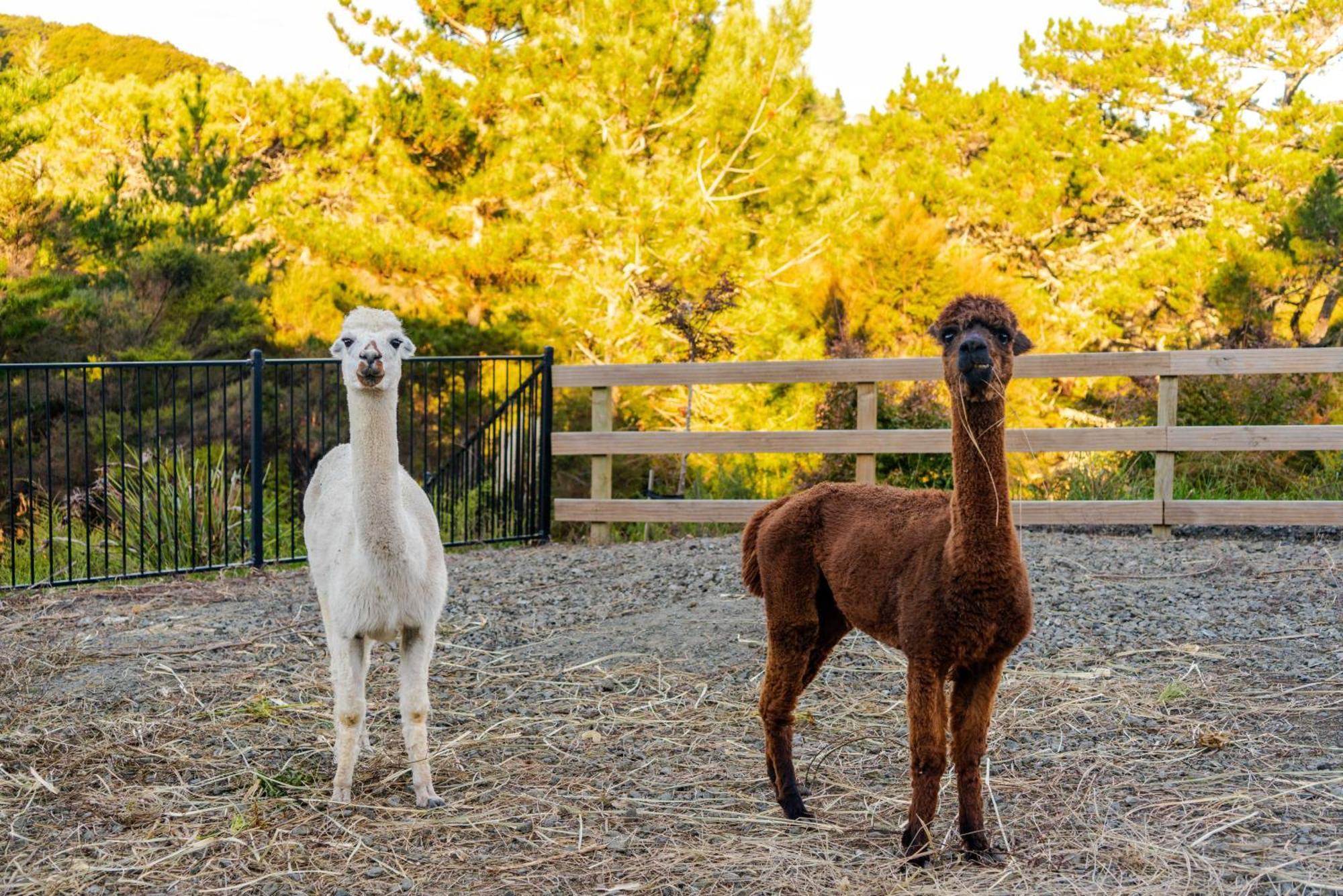 Alpaca Manor Aucklandアパートメント エクステリア 写真