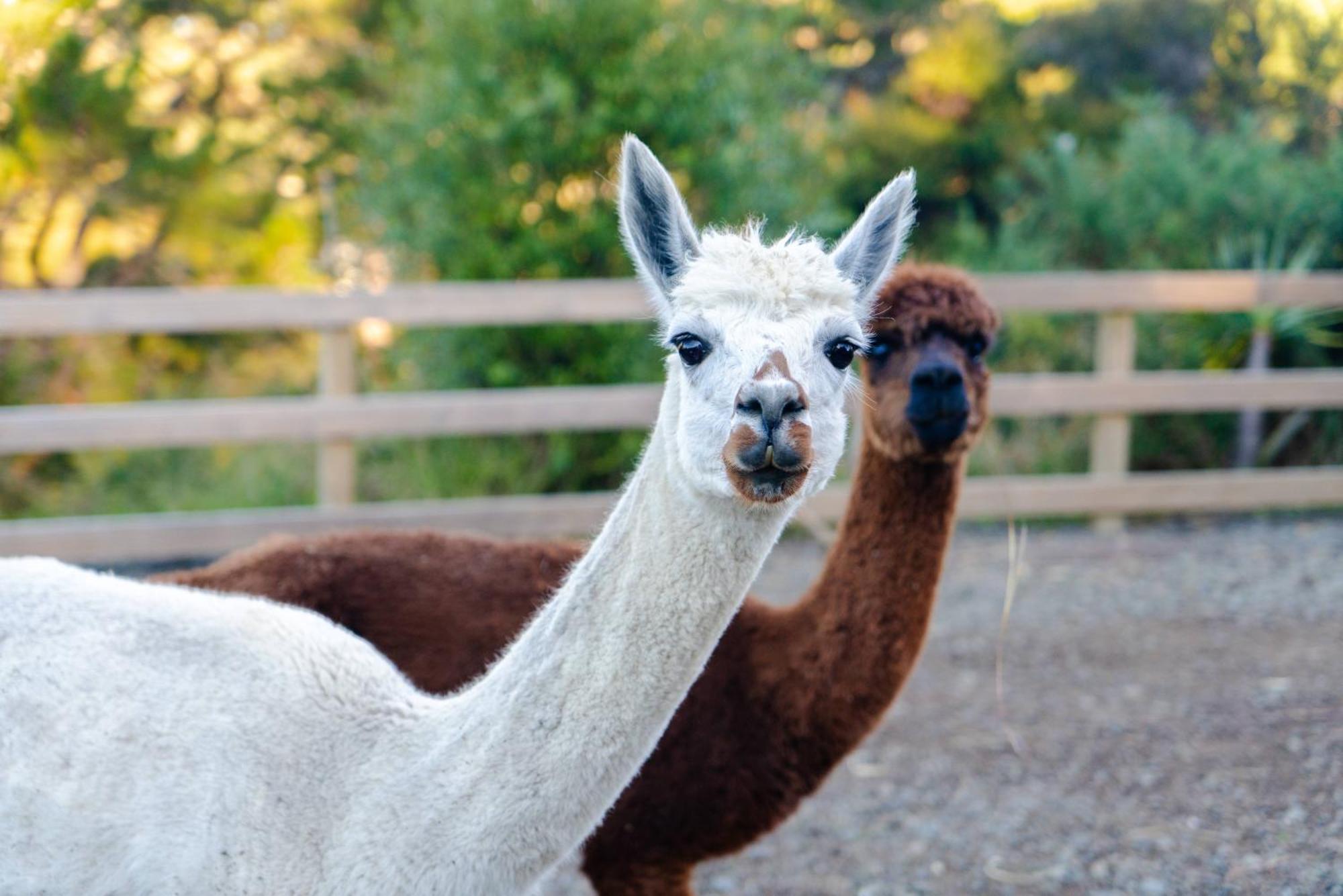 Alpaca Manor Aucklandアパートメント エクステリア 写真