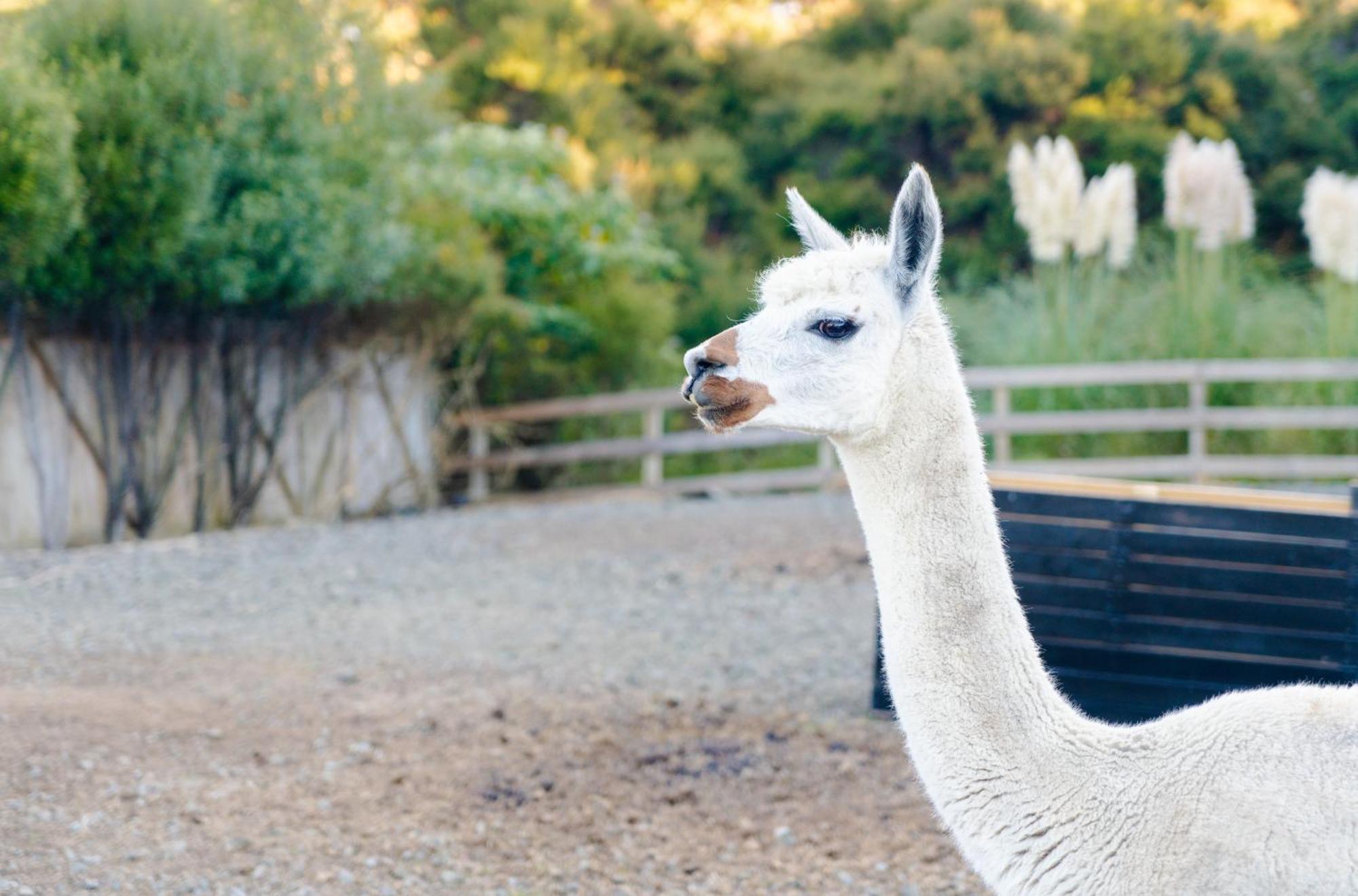 Alpaca Manor Aucklandアパートメント エクステリア 写真