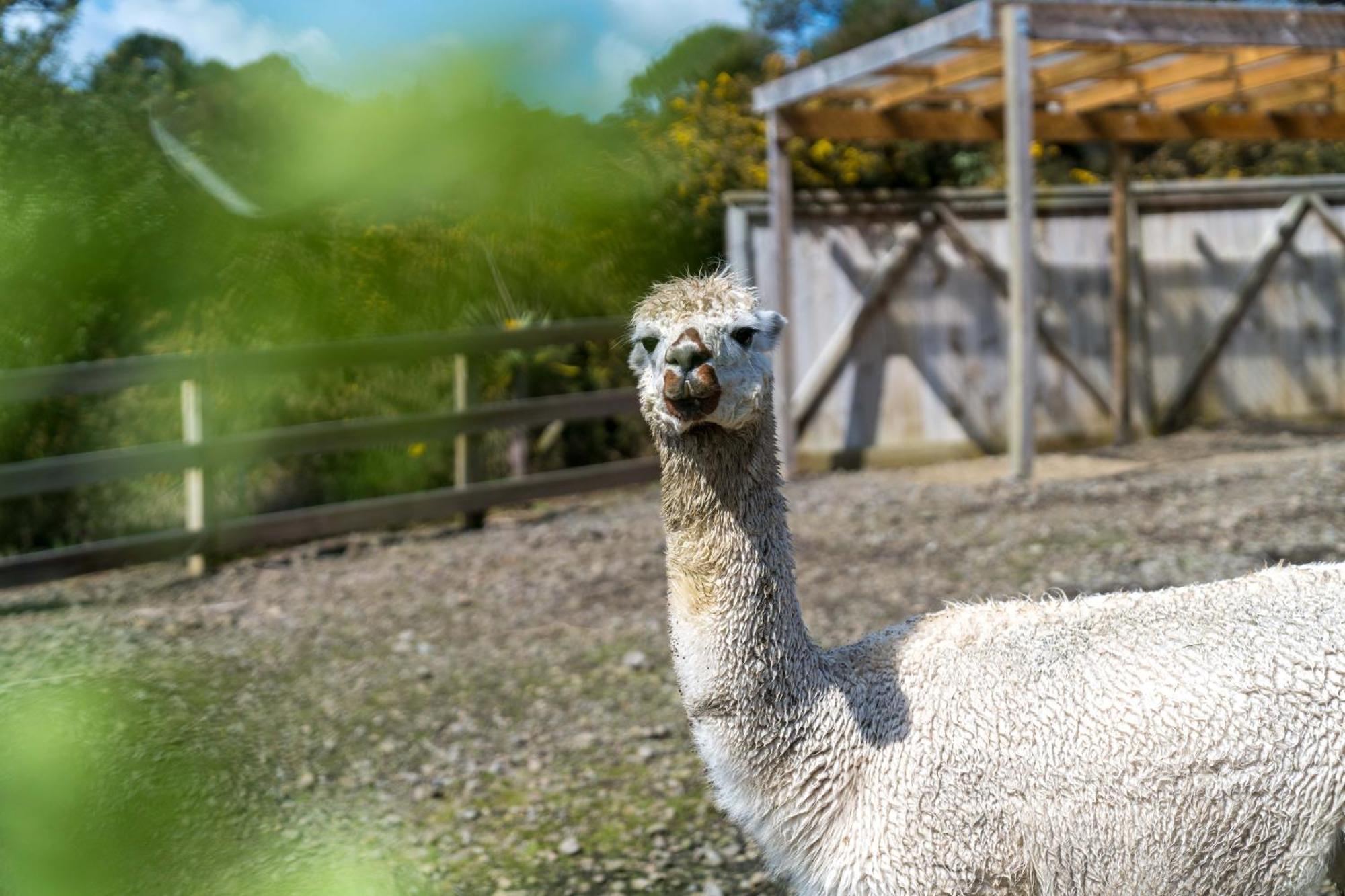Alpaca Manor Aucklandアパートメント エクステリア 写真